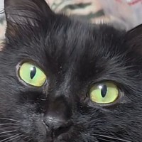スマホを使っていると、猫のおててが当たって…隣を見てみると→『まさかのポーズ』に2万いいね「イケニャン」「付き合ってくださいみたいな」