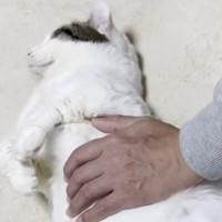 お父さんと添い寝する猫→撫でてもらっていると…あまりにも『赤ちゃんすぎる光景』に「可愛いが限界突破してる」「幸せな世界」と40万再生
