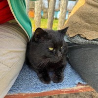 ネズミ駆除や乗客の出迎えをこなして人気の「カフェの黒猫」が、新たに「駅猫」に任命される　英国