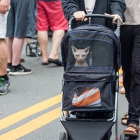 100匹猫ちゃん大行進！シカゴの街中で「猫ツアー」が開催され、大成功　米国