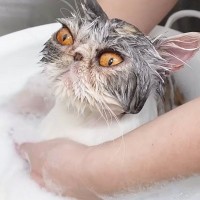 プロにお手入れしてもらう猫→『トリートメント風呂』に入ると…可愛すぎる光景が20万再生「信頼しきっているのがわかる」「幸せそう」