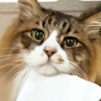 紙袋を引きずって歩く『ドジっ子な猫』→過去には、トンネルにハマって…思わず笑ってしまう光景に反響「電車の中だけどニヤけたｗ」「凄いｗ」