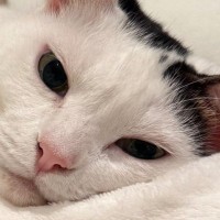 寝転がっている猫に『指を近づけた』結果…まるで充電をしてくれているような光景に1万いいね「しょうがないなぁ感」「私もお願いしたい」