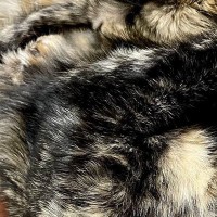 椅子の上で仲良くくつろぐ『2匹のサビ猫』…まるでトリックアートのような『驚きの光景』に1万いいね「溶け合ってる」「ムッッズｗ」