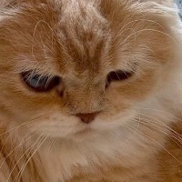 『朝は別のところでくつろいでほしい…』洗面台を見ると、猫が…思わず笑ってしまう光景に反響「構ってほしいのかなｗ」「仕事いけなくなるｗ」