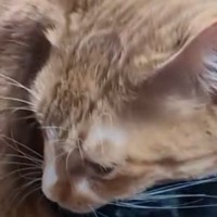 段ボール箱の中にいた黒猫→弟猫が乗っかってきた結果…微笑ましい光景に1万いいね「なんて可愛いのｗ」「黒猫の顔に笑ったｗ」