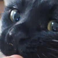 可愛い顔をしておやつを食べようとしていた黒猫→『おてて』を見ると…まさかの光景に1万いいね「かわいい猛獣」「むしろご褒美」