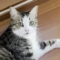 大好きなお父さんを見かけた猫、足元で何度もゴロンと転がって…たまらなく可愛い『甘えん坊っぷり』に「幸せだねぇ」「微笑ましい」の声