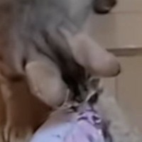 家に帰って『子猫たちがいる部屋』を見たら…思わず笑ってしまう『とんでもない光景』に「すごいことになってるｗ」「声出ちゃったｗ」と反響