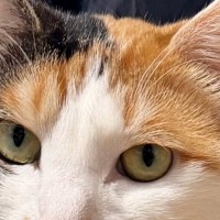 猫に『保険証の写真を撮らせて』と頼んだ結果→まさかの『完璧すぎるポーズ』に「言葉の理解がすごい」「アクスタにできそう」と1万いいね
