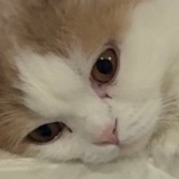 キッチンシンクの上に並んだ双子猫→完全に『同じポーズ』で…まさかの光景に「何考えてるのか気になるｗ」「めちゃくちゃ可愛い」と話題