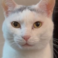 猫に『ウナーして』と声をかけてみると…たまらなく可愛い『やり取り』が36万再生「幸せな気持ちになった」「お付き合いしてくれて羨ましい」
