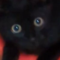 『1匹で何して遊んでるんだろう』→気になって『子猫の様子』を見に行った結果…予想外の『可愛すぎる行動』に1万いいね「お利口さん」
