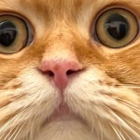 「台風の中で戦ってきたようにしか見えないｗ」→朝、猫の頭を見たら…とんでもない『寝癖』に「すんごいｗ」「可愛すぎるｗ」とSNSで話題