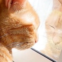 窓辺が大好きな猫たちのために『お昼寝台』をDIYした結果…素敵な"仕上がり"に「パパさんスゴイ」「愛を感じる」と称賛の声