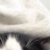 知人が子猫たちに会いに来た日→初対面からわずか5分後の『信じられない光景』が話題に「ぬいぐるみｗ」「連れて帰りたくなるね」
