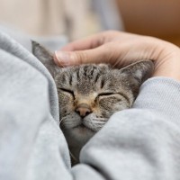 猫が『大好きな人』だけにする行動5つ　心を許しているサインや愛情の返し方まで
