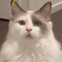 ママと遊んでいるときは『穏やかな表情の猫』→パパ相手だと…別猫のような『表情の変化』に「あからさますぎるｗ」「怖いｗ」と32万再生