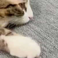 くつろぐ子猫を見たら→あまりにも『不思議なポーズ』をしていて…『衝撃の光景』に5万いいね「すごいことになってるｗ」「知恵の輪みたい」