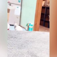 少し離れた場所にいた猫→『おりこうするか！』と声をかけてみると…愛くるしすぎる『全力の反応』に「やばい何度も見てしまう」「かぁいいぃ」