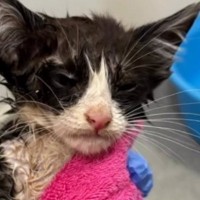 大雨の中、外で『ぐったりしていた子猫』を発見…保護されてからの『変化』に涙が止まらないと反響「本当にありがとう」「良かったね」