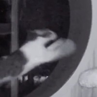 キャットホイールに乗った猫→全力で走り始めた結果…想像を超える『驚きのスピード』が23万再生「本当にすごい」「金メダル間違いなしｗ」