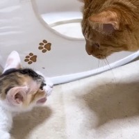 怖がりな新入り子猫→『先住猫がいる部屋』にやってきた結果…心温まる『素敵な展開』に「頼もしいお兄ちゃん」「本当に優しい」の声