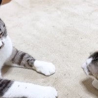 怖がりな新入り子猫→先住猫とふたりきりで対面させてみると…心温まる光景に「なんて素敵なの」「優しいお姉ちゃん」「可愛すぎる」と反響