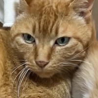 10年間の外暮らしを経て家猫になり1か月半→5匹の『保護子猫』がやってくると…驚きの『神対応』に「もうお父さんｗ」「産んだみたいなｗ」