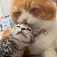 新入り子猫を毛づくろいしていた先輩猫…突然の『激しすぎる愛情表現』に「想像以上で吹いたｗ」「愛が溢れまくりｗ」と爆笑する人が続出