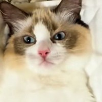 ハンモックに乗せてもらう猫→お腹を撫でられると…尊すぎる『おやすみルーティン』が115万再生「マジでかわいい」「とても愛おしい」