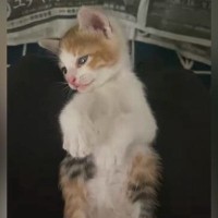 出会ってから4時間しか経っていないのに…保護子猫が見せた『尊すぎる行動』に2万いいね「信頼しきってるｗ」「保護してもらえてよかった」