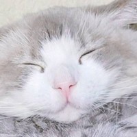 後ろからぎゅーっと同居猫を抱きしめる猫…『可愛すぎる瞬間』に2万いいねの反響「ムギュってなってるｗ」「お顔が幸せそう」