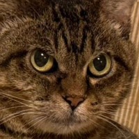 猫に薬を飲ませた結果→『枕の上』を占拠されて…可愛すぎる『まさかの光景』に2万いいね「ポヨポヨ腹がセクシー」「顔がかわいいｗ」