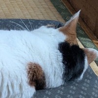 『←ワイが話しかけた時　ママが話しかけた時→』猫のあからさまな『態度の違い』に笑ってしまうと2万いいね「あるあるｗ」「爆笑した」