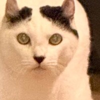 実家に帰ったら、猫が『まさかのポーズ』でじっと見つめてきて…笑ってしまう『お出迎えの光景』に3万いいね「セクシーｗ」「令和版やんのか」