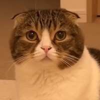 不服そうにしていた猫→『どうしたの？』と聞いてみた結果…まさかの『わかりやすく拗ねる瞬間』が589万再生「人間と同じ」「可愛すぎ」