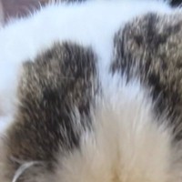 そぼろ丼を食べていると、そばにやってきた猫…『表情』を見ると→『愛おしすぎる光景』が133万再生「声かけちゃうな」「撫でまわしたい」