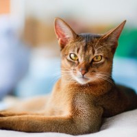 思わず見惚れてしまう『かっこいい猫種』5選　種類ごとの特徴から美しさを保つ秘訣まで