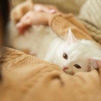 愛猫からの『信頼度』をチェックする方法5つ　あなたに心を許しているサインや関係を深める秘訣まで
