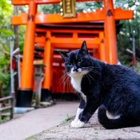 猫好きが訪れたい『神社・お寺』7選　猫にちなんだ見どころや魅力をご紹介