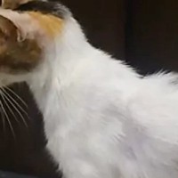 2年前に出会った『ガリガリの野良猫』→保護された現在…涙あふれる『ビフォーアフター』に1万いいね「とても幸せそう」「良かったねぇ」