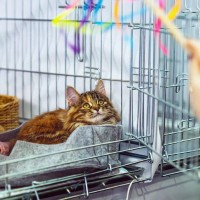 新しく迎えた猫に『先代猫のアイテム』は使用していいの？使い回しの判断基準や引き継ぐときのポイントまで