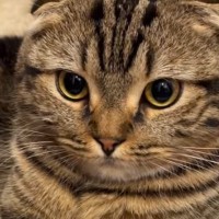 「一緒にお出かけしたいｗ」玄関にいる『猫の様子』を見たら…思わず笑う『まさかの光景』が30万再生「ぶかぶかｗ」「大きな手袋みたいｗ」