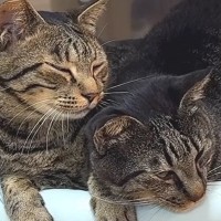 同居猫のことが大好きすぎる猫…あまりにも尊い『いつもくっついている光景』が10万再生「可愛すぎてニヤニヤした」「愛が強すぎるｗ」
