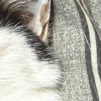 気持ちよさそうに眠る猫→『口元』を見ると…つい笑ってしまう『可愛すぎる光景』に３万いいね「いくらなんでも出すぎｗ」「いい夢見てそう」