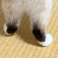 洋服タンスの扉を開けたら、『猫』がやってきて…まるで『泥棒』のような光景に反響「まんまるしっぽがかわいい」「手慣れてるねぇ」