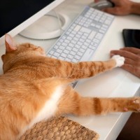 飼い主が愛猫から受けがちな『ネコハラ行為』4選　邪魔してくるのはなぜ？考えられる心理も