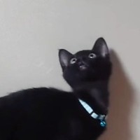 高い所に吊るされた『大切なぬいぐるみ』を助けたくて…子猫が見せた『尊すぎる行動』が128万再生「健気で可愛い」「本当に好きなんだね」