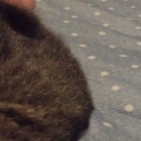 寝室でまったりしていると、猫が横で寝始めて…たまらなく可愛い瞬間に「ときめいちゃうｗ」「至福の時間だね」と笑顔になる人が続出